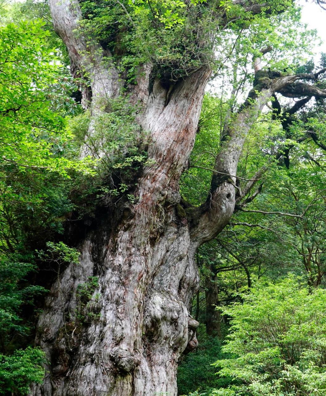 Hotel Yakushima Sanso المظهر الخارجي الصورة